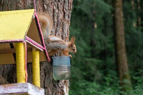 A beautiful red squirrel climbs a tree in search of food. Stock Photos