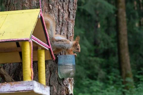 A beautiful red squirrel climbs a tree in search of food. Stock Photos