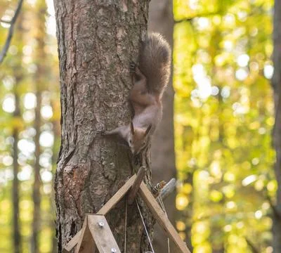 A beautiful red squirrel climbs a tree in search of food. Stock Photos