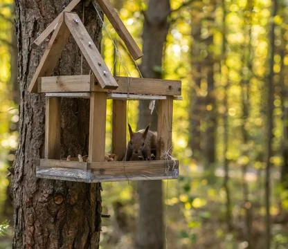 A beautiful red squirrel climbs a tree in search of food. Stock Photos