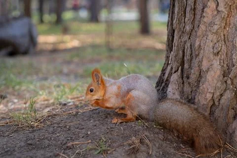 A beautiful red squirrel eats nuts in the forest. Stock Photos