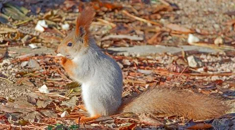 Beautiful red squirrel eats Stock Photos