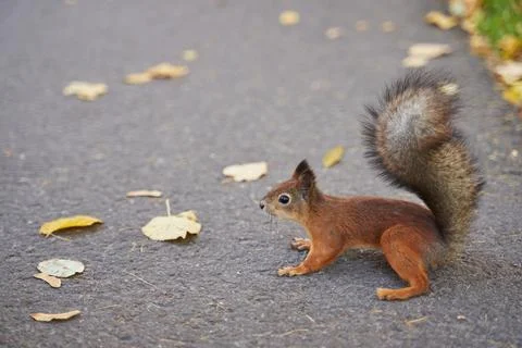 Beautiful red squirrel on the path in the park Foto stock