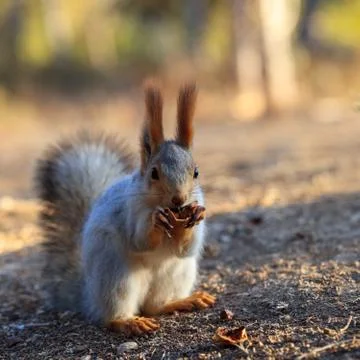 Beautiful red squirrel Stock Photos