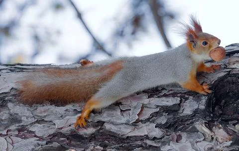 Beautiful red squirrel sitting on a tree Stock Photos