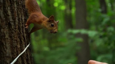 Beautiful red squirrel on tree sniffing nuts from the hand of girl in forest Stock Footage 112500046