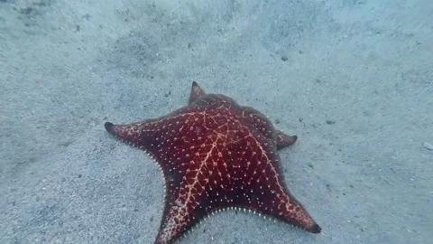 Beautiful Red Starfish on Sandy Seabed During Ilha Grande Scuba Dive 스톡 동영상 336445505