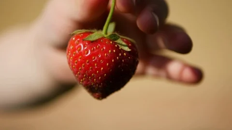 Beautiful red strawberry moving in wind and taken by child hand Stock Footage 108623918