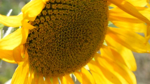 Beautiful red sunset on the field with blooming young sunflowers in summer Stock Footage 129149247