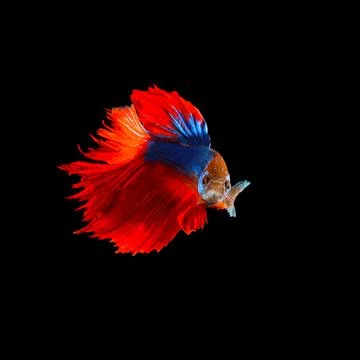 Beautiful  of  red tail siamese betta fighting fish isolated on black backgro 写真素材