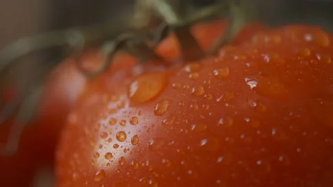 Beautiful red tomatoes, water drops macro video. Fresh wet healthy tomato for Video stock 147934650