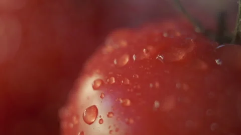 Beautiful red tomatoes, water drops macro video. Fresh wet healthy tomato for 動画素材 148692043