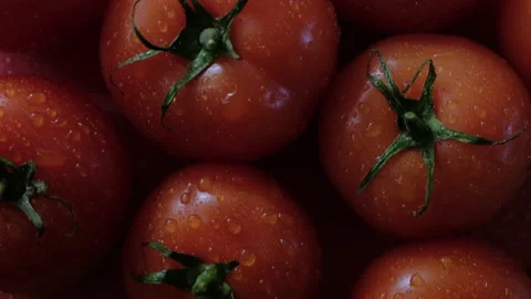 Beautiful red tomatoes, water drops macro video. Fresh wet healthy tomato for 動画素材 153701178