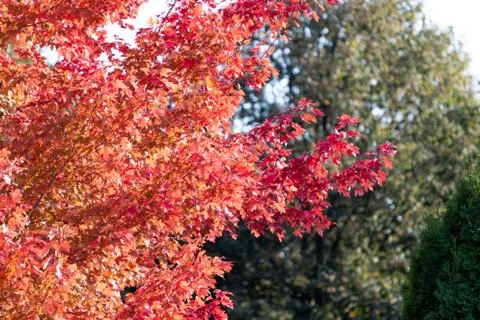 Beautiful red tree in autumn colors with backlight Stock Photos