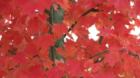 Beautiful Red Tree in Autumn Stock Footage 56435551