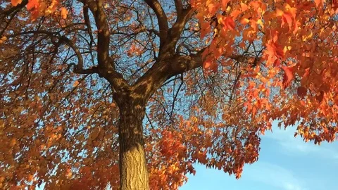 Beautiful Red Tree Fall Time Lapse Video stock 81375655