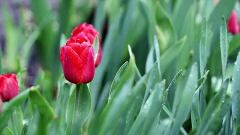 Beautiful red tulip on a background of green leaves stirs in the wind. Video stock 129018603