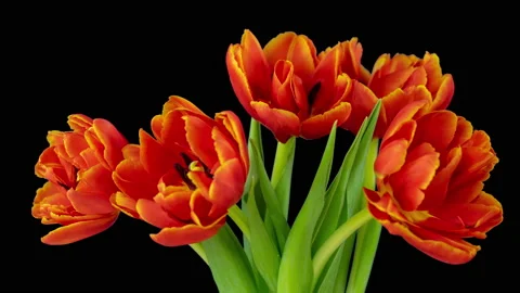 Beautiful red tulip flowers background. Beautiful bouquet of Red tulips on a Stock Footage 170220786