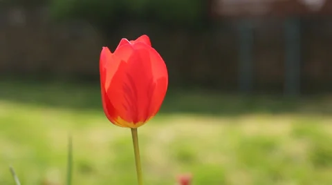 Beautiful red tulip Vídeo Stock 38937768