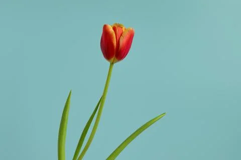 Beautiful red tulip Stock Photos