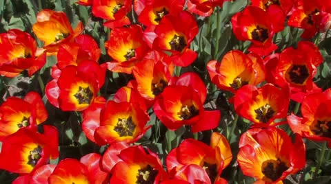 Beautiful red tulips. Stock Footage 27092753