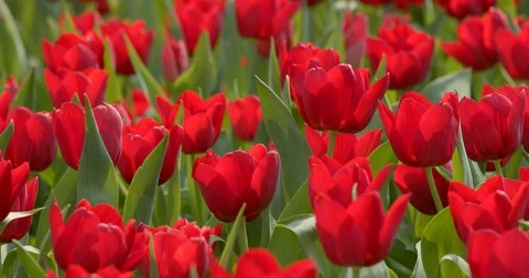 Beautiful red tulips Stock Footage 87650914