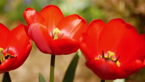 Beautiful red tulips Stock Footage 186963701