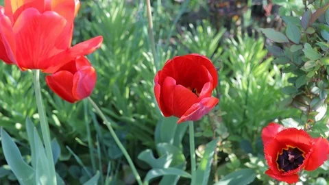Beautiful red tulips grow in a spring garden Stock Footage 112124253