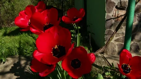 Beautiful red tulips swaying in the wind. Stock Footage