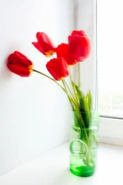 Beautiful Red Tulips on White Background Stock Photos