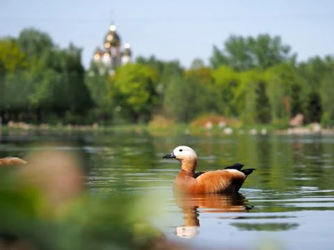 Beautiful redhead duck floating in the pond Stock Photos