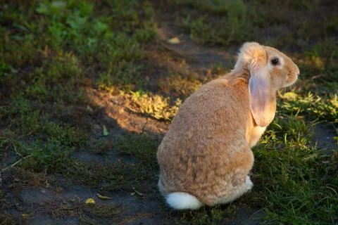 Beautiful redhead rabbit Stock Photos
