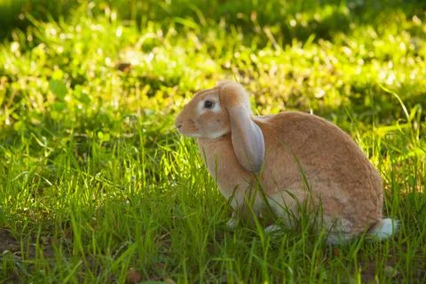 Beautiful redhead rabbit Stock Photos