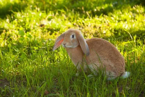 Beautiful redhead rabbit Stock Photos