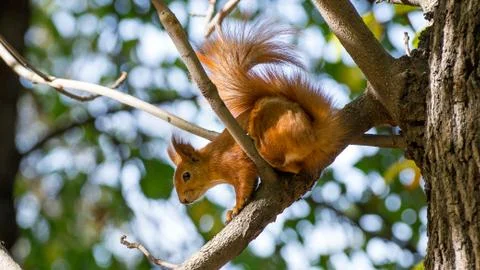 Beautiful Redhead squirrel with a large tail. Stock Photos