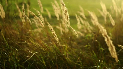 Beautiful reed in sunset Video stock 526800
