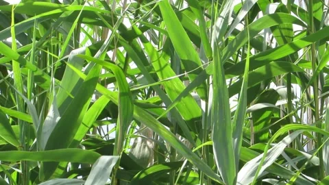 A beautiful reed sways in the wind Video stock 135744120