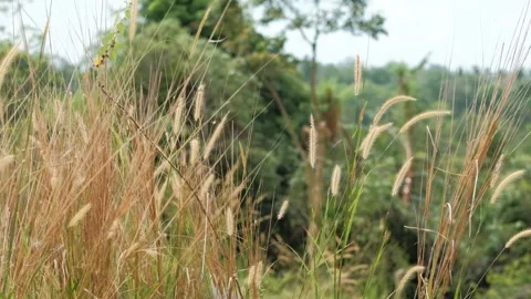 Beautiful reed swinging as background at windy hills Stock Footage 244591505