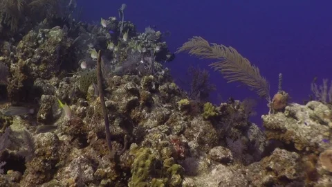 Beautiful Reef and Fish Stock Footage 85125583
