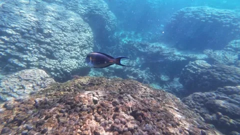Beautiful reef and parrotfish while swimming at Dimaniyat Island Stock Footage 299607962