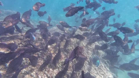 Beautiful reef and parrotfish while swimming at Dimaniyat Island Video stock 299608251
