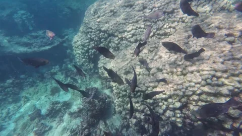 Beautiful reef and parrotfish while swimming at Dimaniyat Island Video stock 299655794
