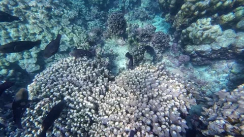 Beautiful reef and parrotfish while swimming at Dimaniyat Island Video stock 299655803