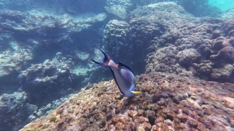 Beautiful reef and parrotfish while swimming at Dimaniyat Island Video stock 299655811