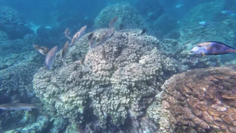 Beautiful reef and parrotfish while swimming at Dimaniyat Island Video stock 299655812