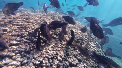 Beautiful reef and parrotfish while swimming at Dimaniyat Island Video stock 299655877