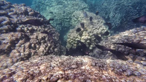 Beautiful reef and parrotfish while swimming at Dimaniyat Island Video stock 299655888