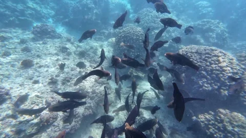 Beautiful reef and parrotfish while swimming at Dimaniyat Island Video stock 299656382