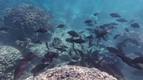 Beautiful reef and parrotfish while swimming at Dimaniyat Island Video stock 299656446
