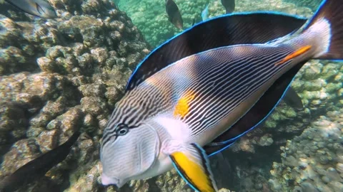 Beautiful reef and parrotfish while swimming at Dimaniyat Island Video stock 299656493
